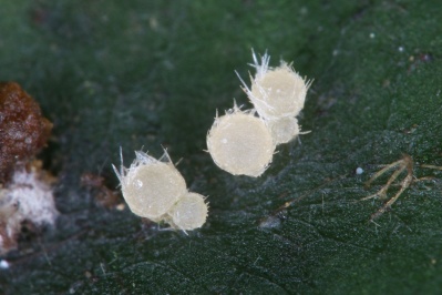 Octosporopsis erinacea