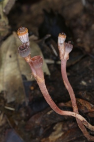 Pa'Umor Fairy Lantern - buds and fruits
